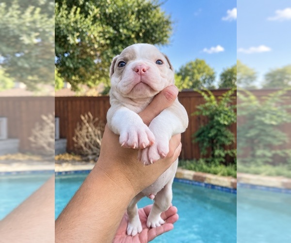 Medium Photo #1 Olde English Bulldogge Puppy For Sale in FORT WORTH, TX, USA