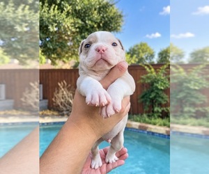 Medium Olde English Bulldogge