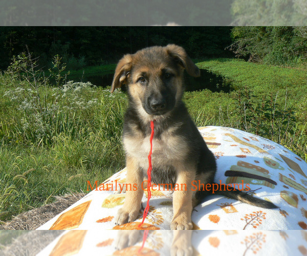 Medium Photo #2 German Shepherd Dog Puppy For Sale in PIEDMONT, MO, USA