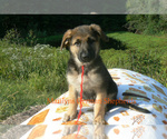 Small Photo #2 German Shepherd Dog Puppy For Sale in PIEDMONT, MO, USA