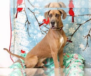 Great Dane Dogs for adoption in South Lake Tahoe, CA, USA