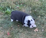 Small Photo #6 English Bulldogge Puppy For Sale in THOMPSON RDG, NY, USA