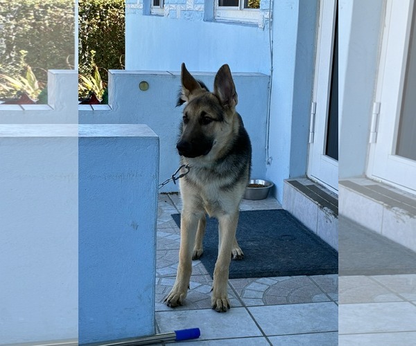 Medium Photo #3 German Shepherd Dog Puppy For Sale in Plantation, FL, USA