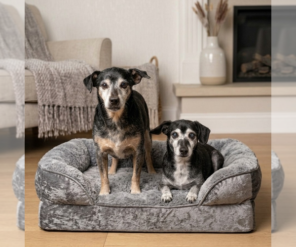 Medium Photo #2 Chiweenie Puppy For Sale in Vail, AZ, USA