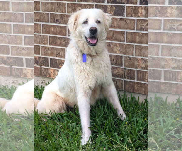 Medium Photo #5 Great Pyrenees Puppy For Sale in Spring, TX, USA