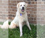 Small #4 Great Pyrenees