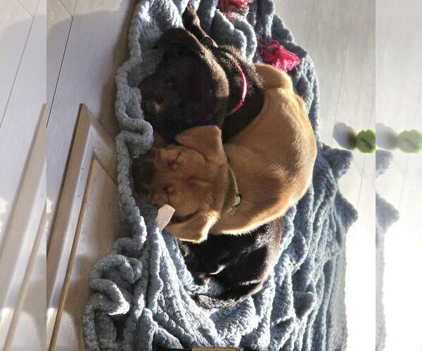 Medium Photo #7 Labbe Puppy For Sale in Princeton, MN, USA