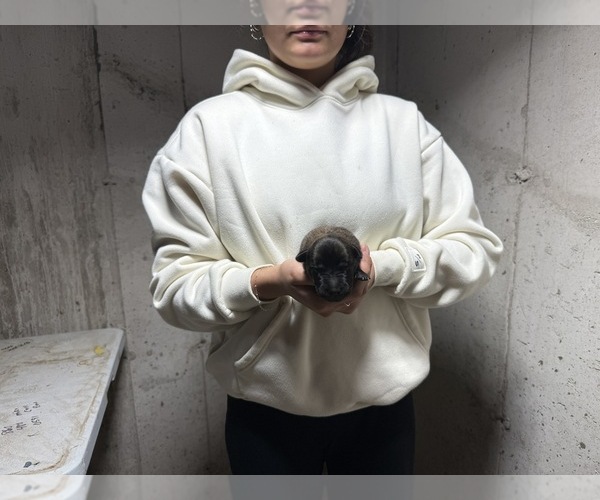 Medium Photo #7 Dutch Shepherd Dog Puppy For Sale in WATERTOWN, CT, USA