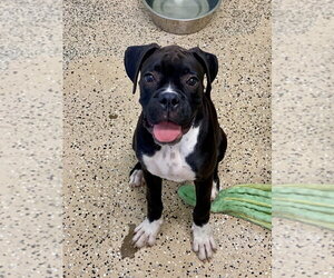 Boxer Dogs for adoption in Austin, TX, USA