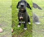 Small Photo #2 Great Dane Puppy For Sale in LAUREL, DE, USA
