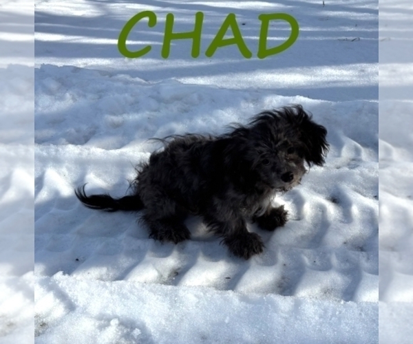 Medium Photo #4 Shih-Poo Puppy For Sale in HARTLAND, MN, USA