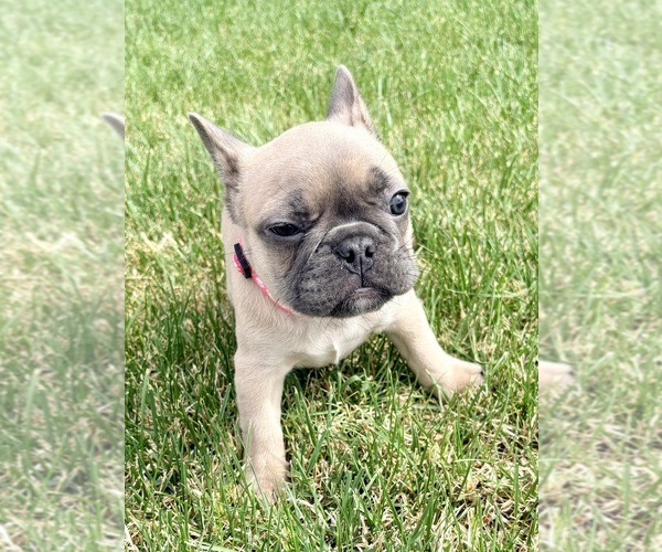 Medium Photo #3 French Bulldog Puppy For Sale in CANYON, TX, USA