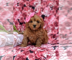Cavapoo-Poodle (Miniature) Mix Puppy for sale in NEW PROVIDENCE, PA, USA