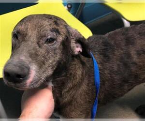 Labrador Retriever Dogs for adoption in Houston, TX, USA