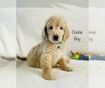 Small Photo #3 Goldendoodle Puppy For Sale in PHOENIX, AZ, USA