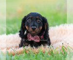 Small Photo #53 Dachshund Puppy For Sale in WARSAW, IN, USA