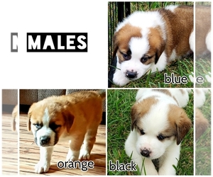 Saint Bernard-Siberian Husky Mix Puppy for sale in ONONDAGA, MI, USA