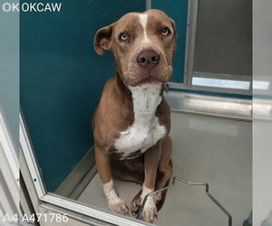 Mutt Dogs for adoption in Oklahoma City, OK, USA