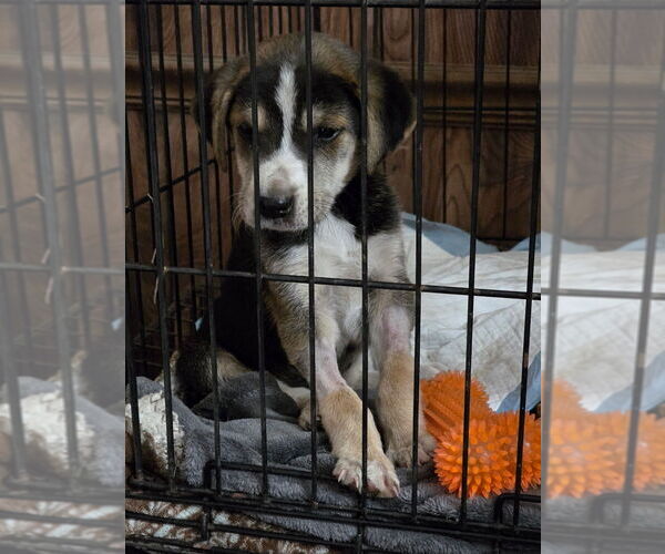 Medium Photo #4 Labrador Retriever-Unknown Mix Puppy For Sale in Brewster, NY, USA
