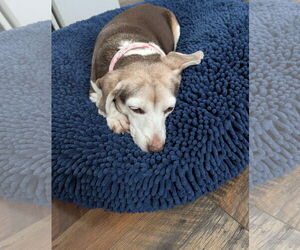 Rosette - Female Beagle-Unknown Mix Dog for Adoption - Photo #5