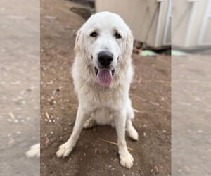 Great Pyrenees Dogs for adoption in San Diego, CA, USA