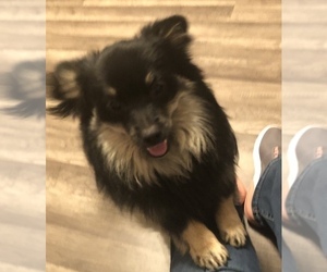 Pomeranian-Pomsky Mix Puppy for sale in COLUMBUS, OH, USA