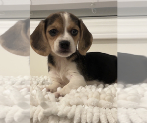 Beagle Dog for Adoption in PARAGON, Indiana USA