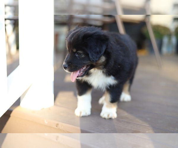 Medium Photo #55 Miniature American Shepherd Puppy For Sale in DAWSON, GA, USA