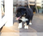 Small Photo #5 Miniature American Shepherd Puppy For Sale in DAWSON, GA, USA