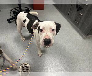 American Pit Bull Terrier-Unknown Mix Dogs for adoption in Ocala, FL, USA