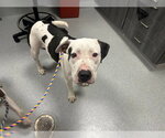OCEAN - Male American Pit Bull Terrier-Unknown Mix Dog for Adoption - Small photo