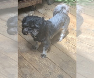 Father of the Shih Tzu puppies born on 02/20/2026