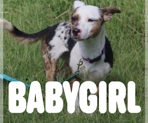 Babygirl - Female Mutt Dog for Adoption - Photo #4