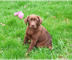 Small #10 Labrador Retriever