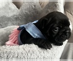 Small #3 French Bulldog