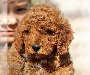 Goldendoodle (Miniature) Puppy for sale in EPHRATA, PA, USA