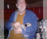 Small Photo #42 Great Dane Puppy For Sale in PIERSON, MI, USA