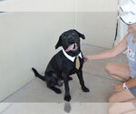 Small #1 Labrador Retriever Mix