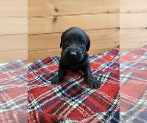Labradoodle Puppy for sale in WILLIAMSTOWN, KY, USA