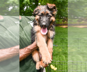 German Shepherd Dog Puppy for sale in BROOKLYN, NY, USA