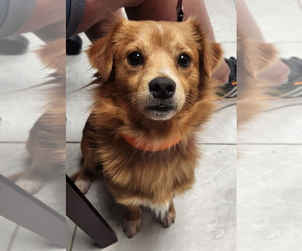Medium Photo #1 Chiranian Puppy For Sale in Walnutport, PA, USA