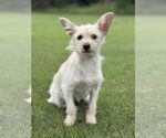 Small #4 Mutt