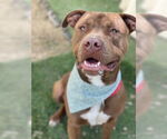 Small #6 American Pit Bull Terrier Mix