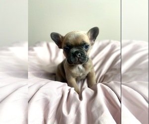 French Bulldog Puppy for sale in WEBBERVILLE, MI, USA