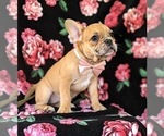 Small Photo #2 French Bulldog Puppy For Sale in QUARRYVILLE, PA, USA
