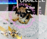 Small #10 Shih Tzu