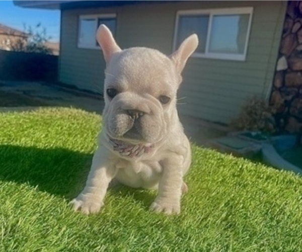 Medium Photo #5 French Bulldog Puppy For Sale in UNIVERSAL CITY, CA, USA