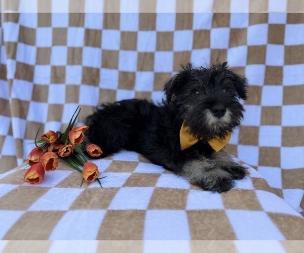 Medium Photo #2 Schnauzer (Miniature) Puppy For Sale in LAKELAND, FL, USA