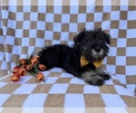 Small #1 Schnauzer (Miniature)