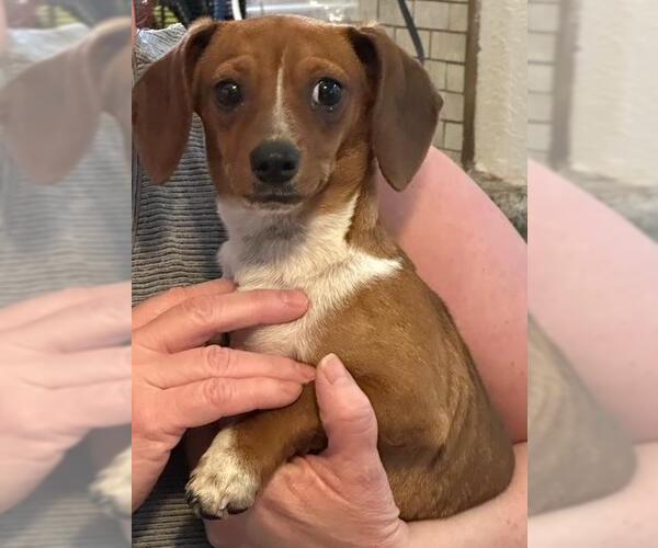 Medium Photo #2 Dachshund Puppy For Sale in Los Angeles, CA, USA
